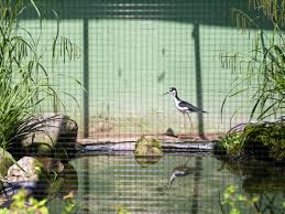 Bildergebnis für Kobby Adi