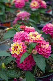 Image result for Lantana