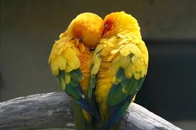Dalam konteks lovebird, mutasi khususnya mutasi warna sangat penting untuk menghasilkan puluhan varian ruang untuk mencetak varian warna baru pada lovebird paling luas dibandingkan dengan jenis visual adalah tipe individu lovebird yang secara fenotip (terlihat mata kita) seperti tipe normal. Mengenal 9 Spesies Burung Lovebird Halaman All Kompas Com