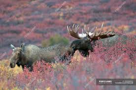 Mr webster speculated that one of the animals was wounded while the two were fighting. Cow And Bull Moose During Rutting Season In Denali National Park Alaska United States Of America Outdoors Wildlife Watching Stock Photo 200858042