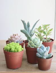 多肉植物の上手な育て方 コツとお手入れ 植え替え 寄せ植えを一挙紹介します Gardenstory ガーデンストーリー