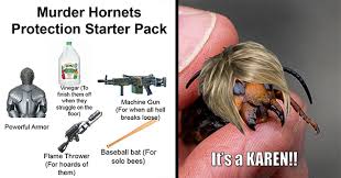 Looks like the skids are under the most ridiculous and embarrassing home secretary in living memory. 21 Murder Hornet Memes To Sting Your Funny Bone Funny Gallery