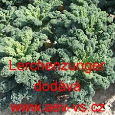 Image result for kadeřávek