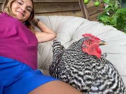 Michelle Mounce (@mychickensmygardens) • Instagram photos and videos