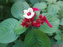 Image result for Mussaenda rivularis