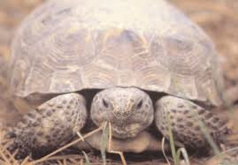 Image result for Leptochloa coerulescens