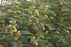 Image result for Leucas capensis