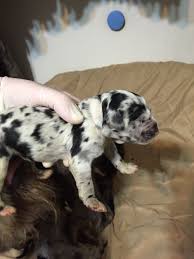 Great danes are the world's biggest lapdogs. Great Danoodle Puppies For Sale Great Danoodle Puppies Great Dane
