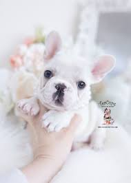 The experience of your breeder can affect the price, and, of course, the type of breed you want. French Bulldog Puppies For Sale By Teacups Puppies Boutique Teacup Puppies Boutique