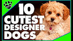 Meet 18 Designer Dog Breeds - Vetstreet