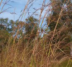 Image result for Hyparrhenia rufa