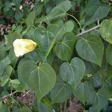 Image result for Thespesia populneoides