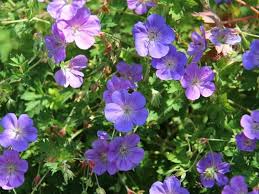 Flowers that bloom all summer in shade. 17 Best Shade Loving Perennials That Bloom All Summer