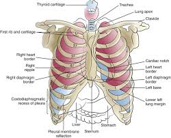 Lung conditions, such as pneumonia, can cause pain that spreads to the right side of the chest under the ribs. The Lungs And Chest Wall Clinical Gate