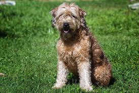 Golden retriever and poodle together. Goldendoodle Golden Retriever Pudel Mydog365 Magazin