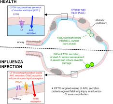 Rescue of alveolar wall liquid secretion blocks fatal lung injury by  influenza-staphylococcal coinfection | bioRxiv