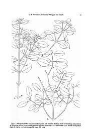 Image result for Mitragyna stipulosa