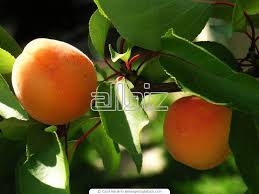 Check spelling or type a new query. Fruit Tree Sapling Buy In