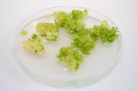 Lesson 68 of 74 • 8 upvotes • 5:25 mins. Callus Cell Biology Wikipedia