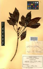 Image result for Oldfieldia