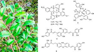 Image result for Ochna afzelii