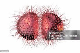 Image result for Neisseriaceae