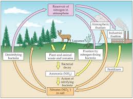 Nitrogen Cycle Diagram To Label Best Of Media Portfolio In 2020 Nitrogen Cycle Nitrogen Simple Water Cycle