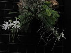 Image result for Aerangis kirkii