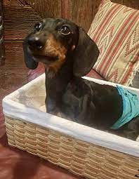 More images for dachshund puppies for adoption in illinois » Chicago Il Dachshund Meet Richard A Pet For Adoption