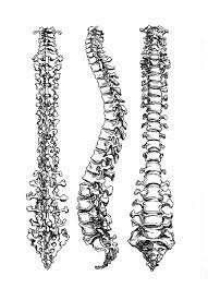 Traumacandy Spine Drawing Anatomy Art Spinal Cord