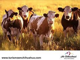 Turismo En Chihuahua Le Platica Sobre La Produccion De Ganado Bovino En El Estado 6 Cow Pictures Animals Cow