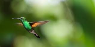 Die größte art der riesenkolibri ( patagona gigas ) ist ca. Faszination Kolibri Die Schillernden Uberlebenskunstler