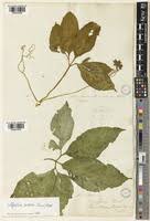 Image result for Telfairia pedata