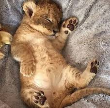 13 Ide Anak Harimau Anak Harimau Binatang Bayi Hewan