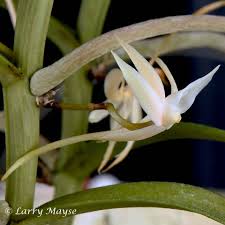 Image result for Angraecum erectum