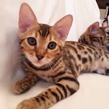 In today's age almost every household has a pet. Cat Leroy Shawn Kitten House Kittens For Sale Kittens For Adoption Kittens For Sale Near Me Kittens Near Me Kittens For Adoption Near Me Kittens Meowing Kittens For Free Kittens For Sale