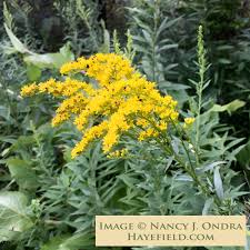 Image result for Solidago juncea