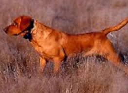 Professional Dog Trainers For Upland Birds And Waterfowl Hunting