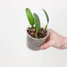 Image result for Bulbophyllum burttii