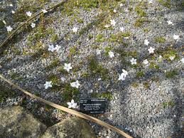 Image result for Wahlenbergia wittei