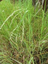 Image result for Panicum subalbidum
