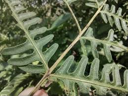 Image result for Pteris tripartita