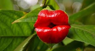 Pin By Tasha On Flowers Most Beautiful Flowers Beautiful Flowers Very Beautiful Flowers