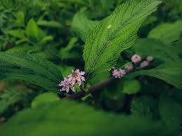Image result for Lippia plicata