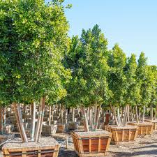Image result for Ficus tesselata