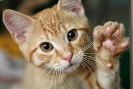 Maybe you would like to learn more about one of these? Usda Ends Practice Of Deadly Experiments On Kittens