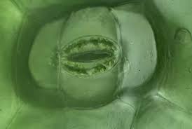 Engineering Stomata For Enhanced Carbon Capture And Water-Use Efficiency:  Trends In Plant Science