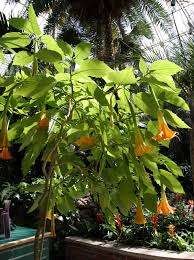 See more ideas about flowers, planting flowers, beautiful flowers. Brugmansia Wikipedia
