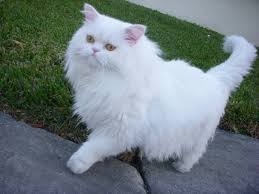 Usually white cats have one or both eyes blue. Beautiful White Persian Cat With Blue Eyes Loves Sunshine Youtube