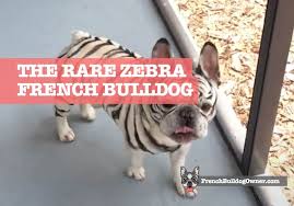 Miniature english bulldog and miniature bull terrier puppies. Zebra French Bulldog For Sale Buy A Tiger Striped Frenchie